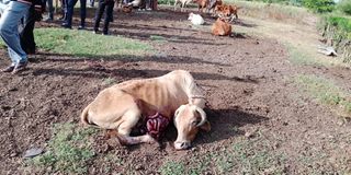 Cattle killed Mbita, Homa Bay County