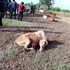 Cattle killed Mbita, Homa Bay County