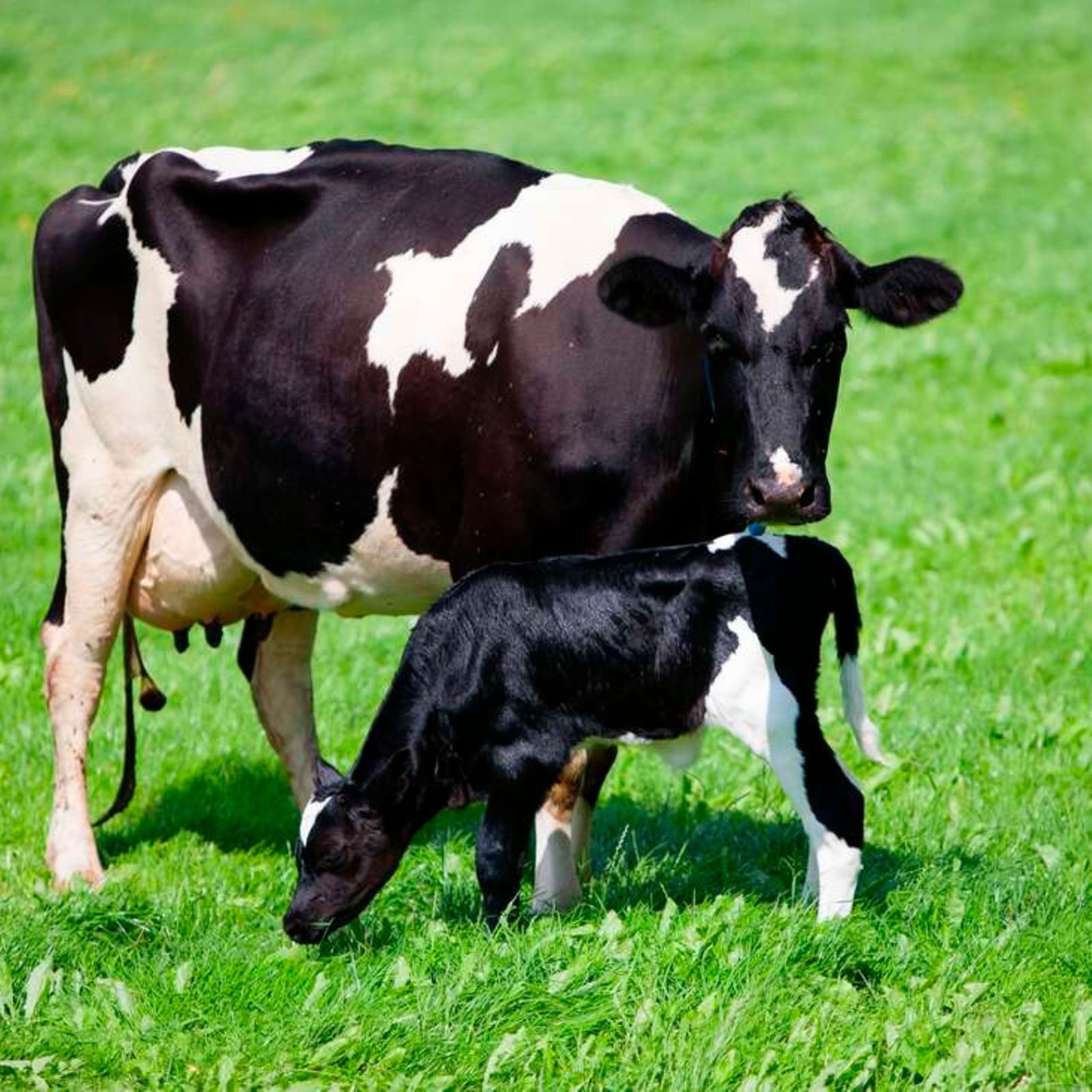 Animal mums. Голштинская корова. Коровы и телята. Телята голштинской породы. Корова фото.