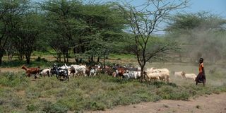 A girl herds livestock in Baringo