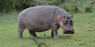 Hippo 