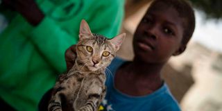 Cat hunting Mali Timbuktu