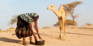 A woman feeds porridge to her camel in Horri