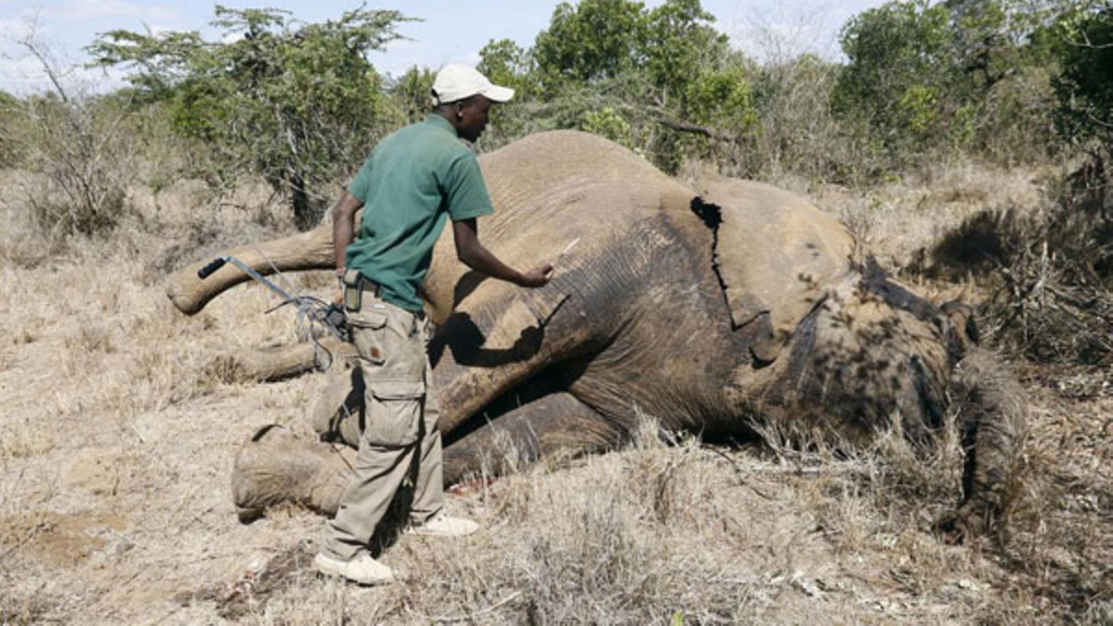 Giant Kenyan elephant killed by authorities on suspicion of