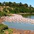 Flamingos at Lake Simbi