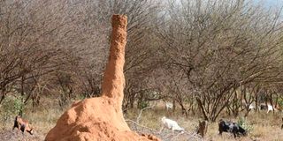 An anthill at Chemolingot in Baringo. Sand flies, which cause Kala-zaar disease, an NTD, hibernate in dormant anthills.