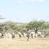 Isiolo goat herder