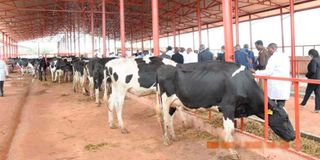 President Uhuru Kenyatta cows burundi