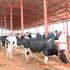 President Uhuru Kenyatta cows burundi