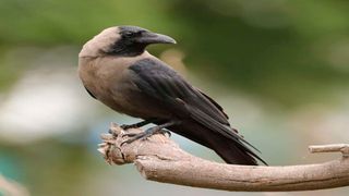 house crow