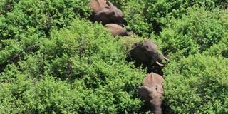 Elephants in the Imenti Forest in Meru