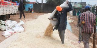 Workers spread maize to dry 