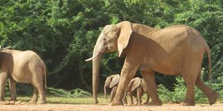 Missing Twin elephants
