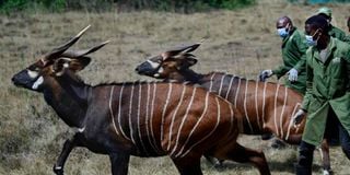 mountain bongos, Mawingu Sanctuary, rare antelopes
