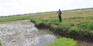 Rice paddy in Mwea, Kirinyaga County