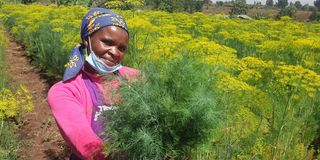 A farm worker with some freshly harvested dill