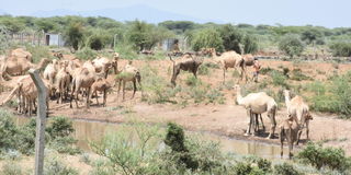 A herder watches over his camels in Isiolo