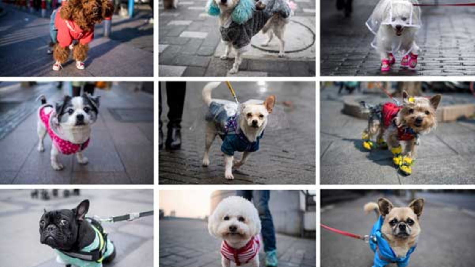 Stylish dogs rule the catwalks of Shanghai's streets