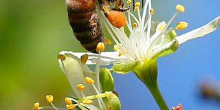 insects, pollination, climate change, bees
