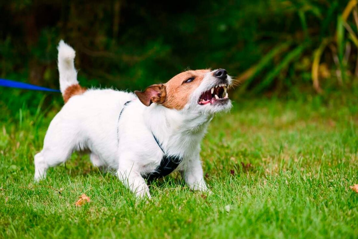 Ever wondered why your dog barks too much? | Nation
