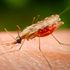 Anopheles mosquito, mosquitoes, malaria