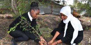 International Teachers Training College students plan trees
