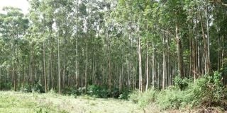 Nyangweta forest
