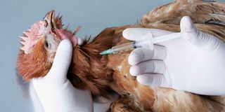 A veterinary officer vaccinates a chicken