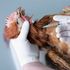A veterinary officer vaccinates a chicken
