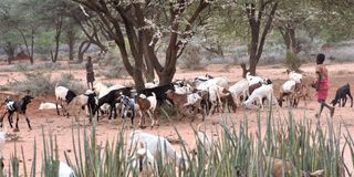 A young boy grazes goats at Ngutuk in Samburu East.