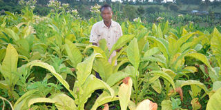A tobacco farmer in Migori County.