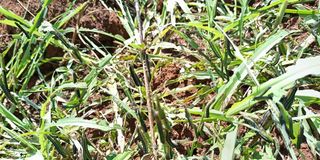 African armyworms