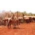 Camels feed on euphorbia in Lachathuriu, Tigania West in Meru