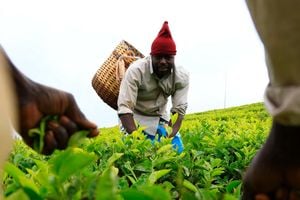 A farmer plucking tea