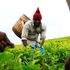 A farmer plucking tea