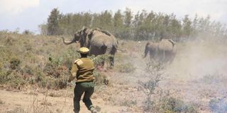 KWS warden drives away elephants 