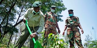 KWS officers planting trees.