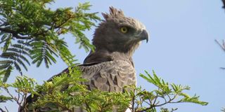 An African crowned eagle