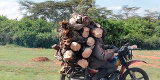 wood fuel, nature loss, biodiversity loss