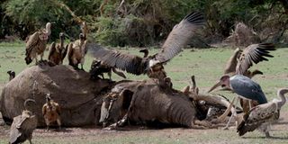 elephant deaths, drought, tsavo national park, tsavo national park
