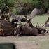 elephant deaths, drought, tsavo national park, tsavo national park