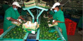 Kakuzi Plc workers packaging avocados.