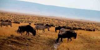 Masai Mara National Reserve wildebeest migration 