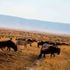 Masai Mara National Reserve wildebeest migration 