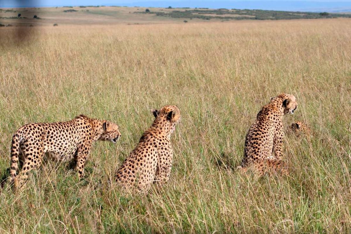 Tragic End For Tano Bora Maasai Mara S Most Famous Cheetah Coalition   Tano Bora 1 