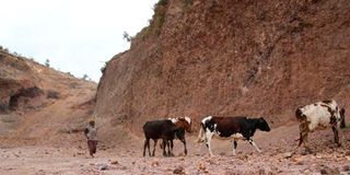A woman drives her cows outside an excavation site at Withare village in Laikipia county.