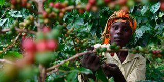Metrin Wafula, a coffee farme