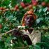 Metrin Wafula, a coffee farme