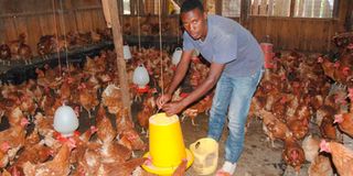 poultry farmer 