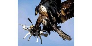 Eagle grabbing drone